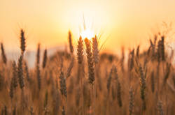 Commodity Crop Sector Outlook for Harvest 2025