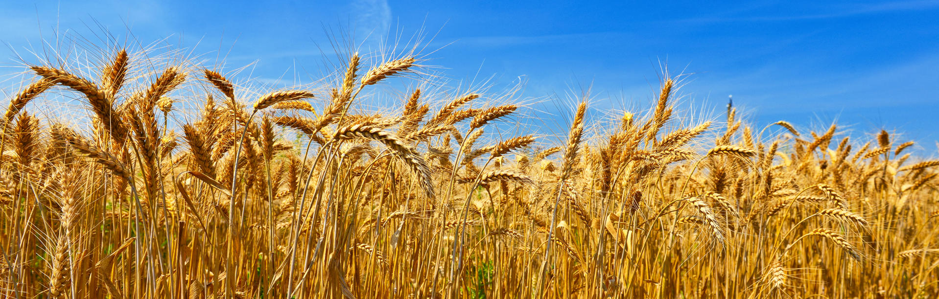 Commodity Crop Sector Outlook for Harvest 2025