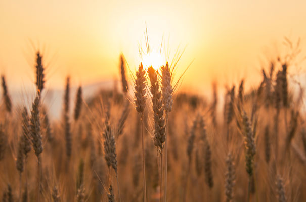 Commodity Crop Sector Outlook for Harvest 2025