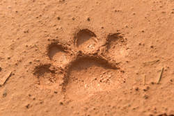 Investment opportunity in Paraguay receives Wildlife Conservation Society recognition