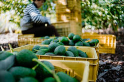 Exploring the Potential of Avocado Cultivation in Spain