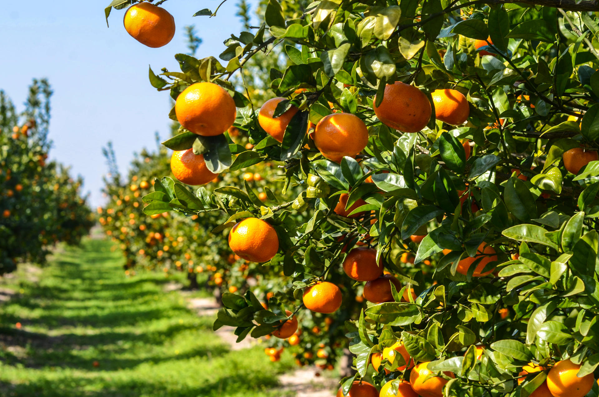 Unlocking the Investment Potential of Mandarin Cultivation in Spain