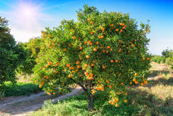 Unlocking the Investment Potential of Mandarin Cultivation in Spain