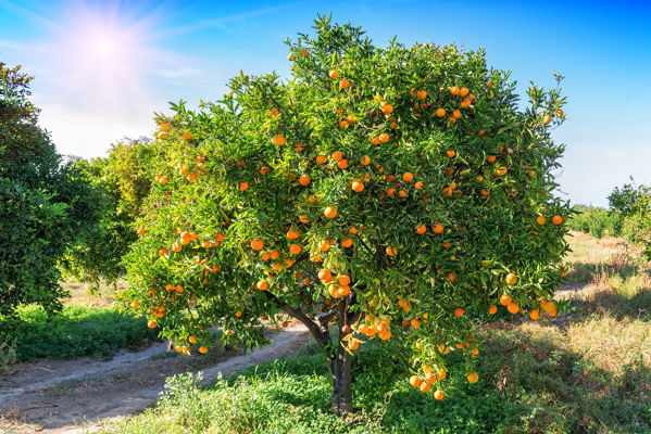 Unlocking the Investment Potential of Mandarin Cultivation in Spain