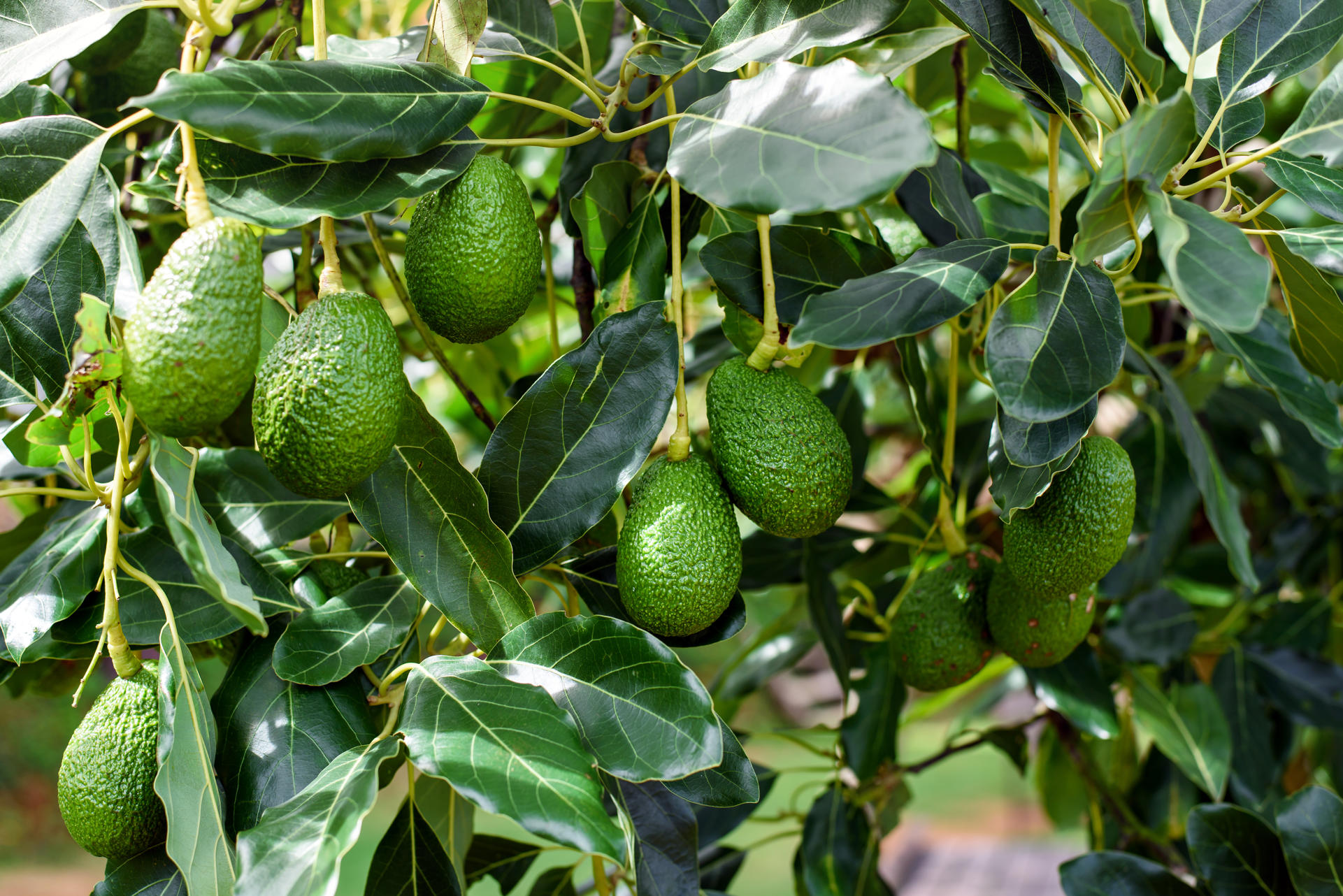 Exploring the Potential of Avocado Cultivation in Spain