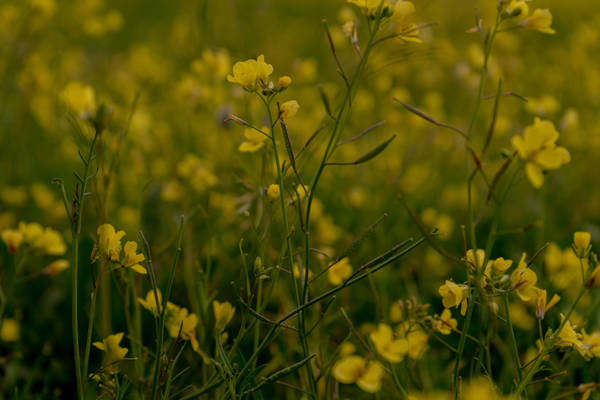 Carinata