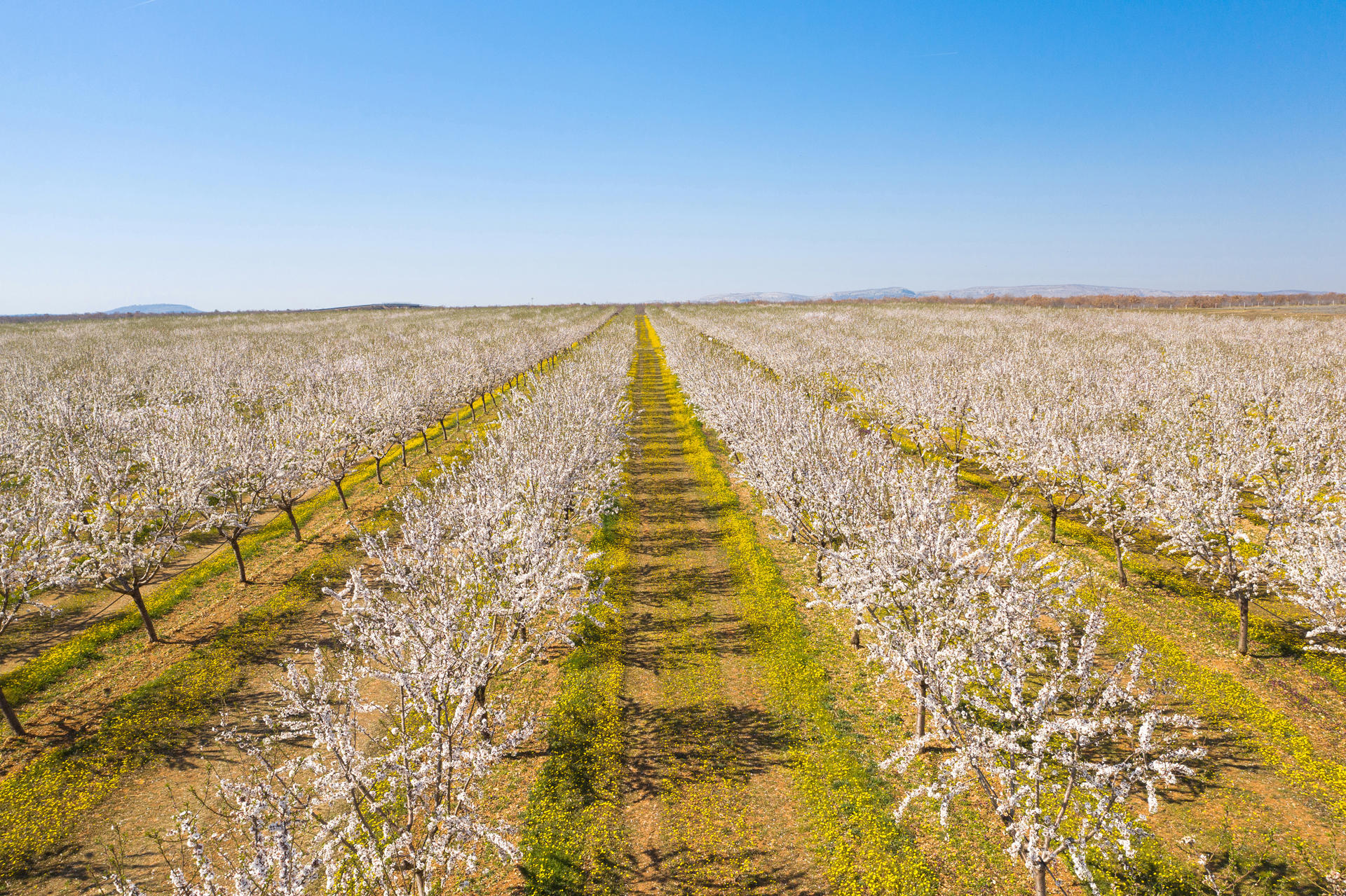 California almond sector sees light at the end of the tunnel