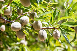 California almond sector sees light at the end of the tunnel