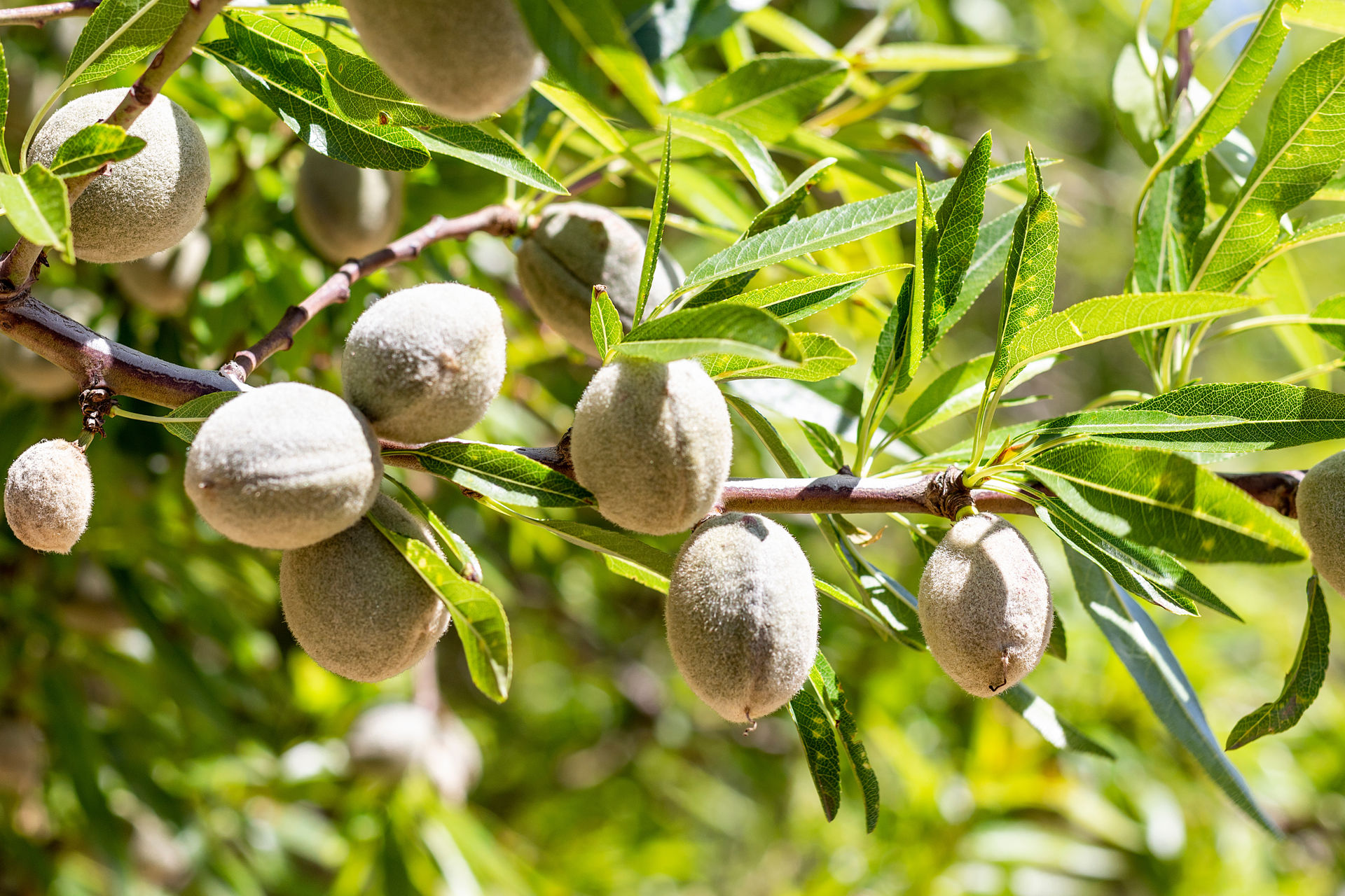California almond sector sees light at the end of the tunnel