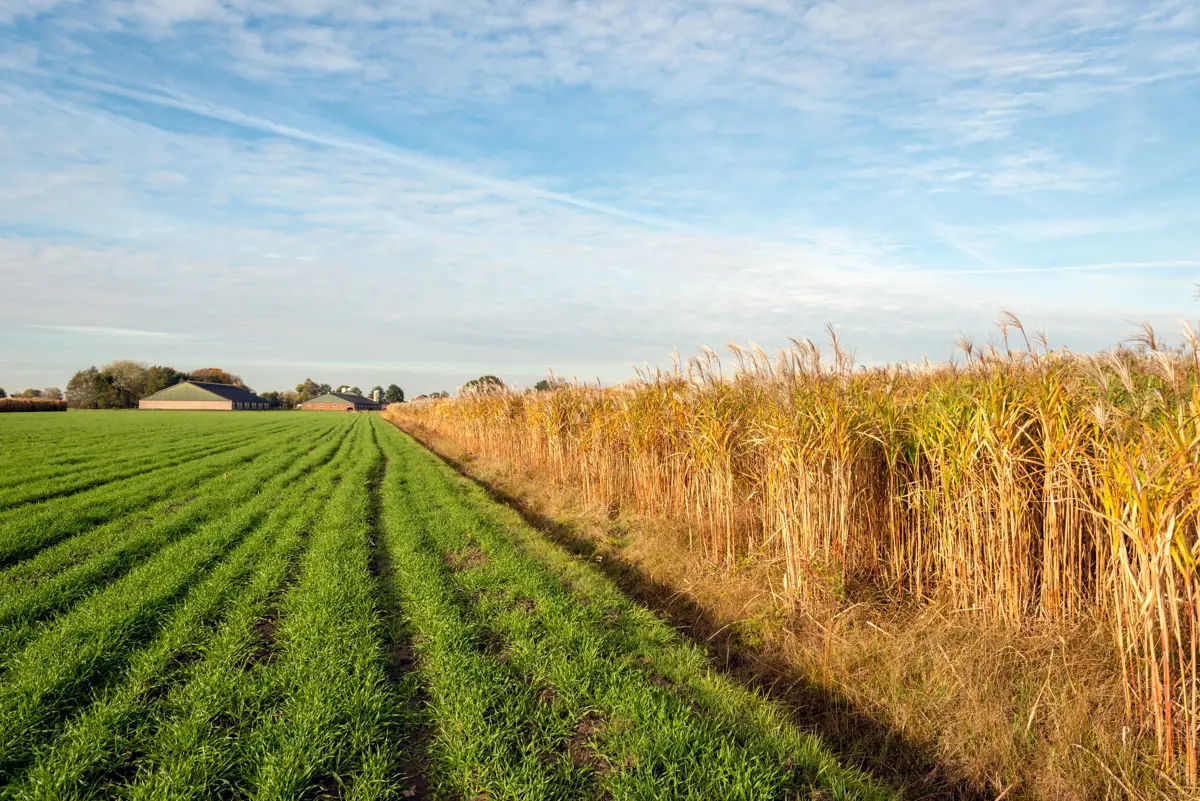 Miscanthus giganteus plants being grown for biofuel on a Dutch farm.